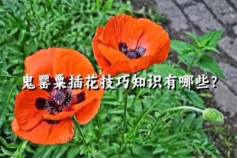 鬼罂粟插花技巧知识有哪些？