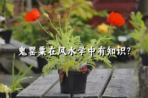 鬼罂粟在风水学中有知识？