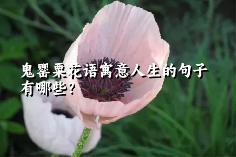 鬼罂粟花语寓意人生的句子有哪些？
