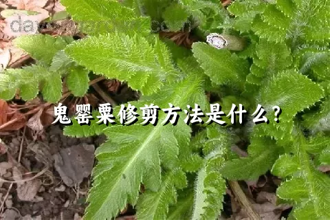 鬼罂粟修剪方法是什么？