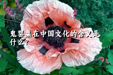 鬼罂粟在中国文化的含义是什么？