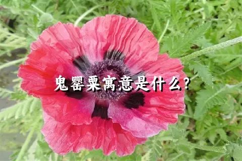 鬼罂粟寓意是什么？