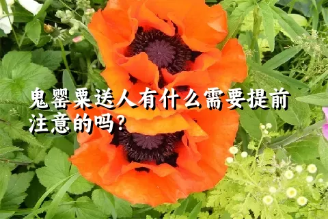 鬼罂粟送人有什么需要提前注意的吗？