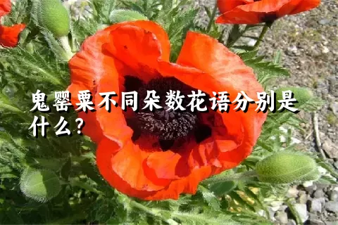 鬼罂粟不同朵数花语分别是什么？