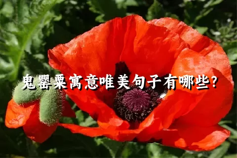 鬼罂粟寓意唯美句子有哪些？