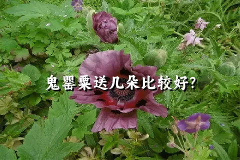 鬼罂粟送几朵比较好？