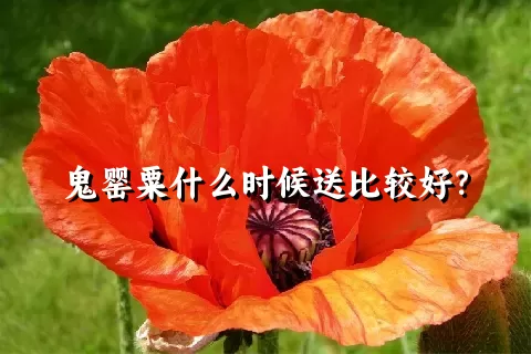 鬼罂粟什么时候送比较好？