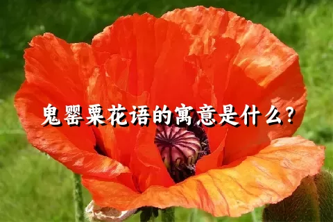 鬼罂粟花语的寓意是什么？