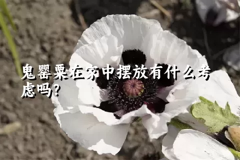 鬼罂粟在家中摆放有什么考虑吗？
