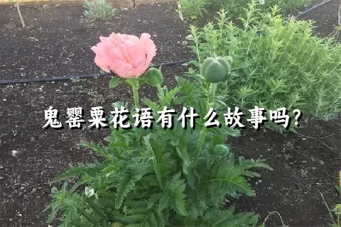 鬼罂粟花语有什么故事吗？