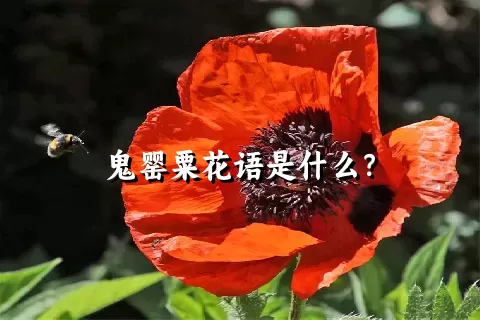 鬼罂粟花语是什么？