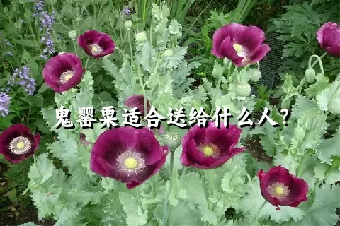 鬼罂粟适合送给什么人？