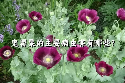 鬼罂粟的主要病虫害有哪些？