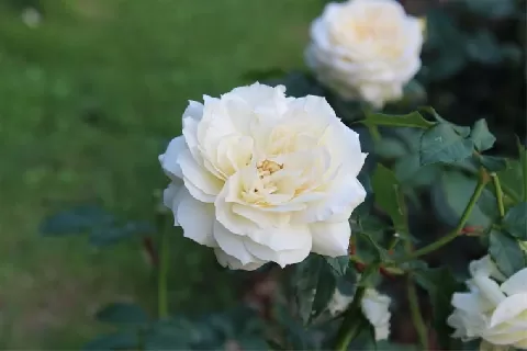 绿白色月季花