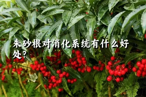 朱砂根对消化系统有什么好处？