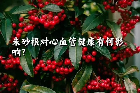 朱砂根对心血管健康有何影响？