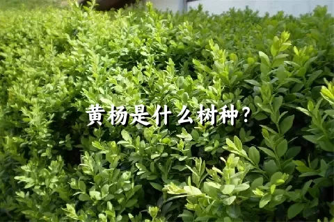 黄杨是什么树种？