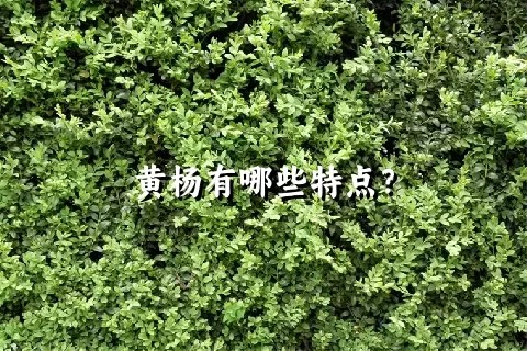 黄杨有哪些特点？