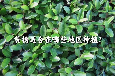 黄杨适合在哪些地区种植？