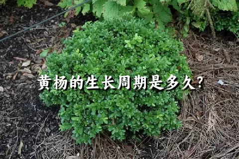黄杨的生长周期是多久？