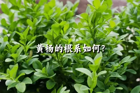 黄杨的根系如何？