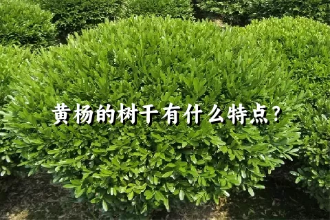 黄杨的树干有什么特点？