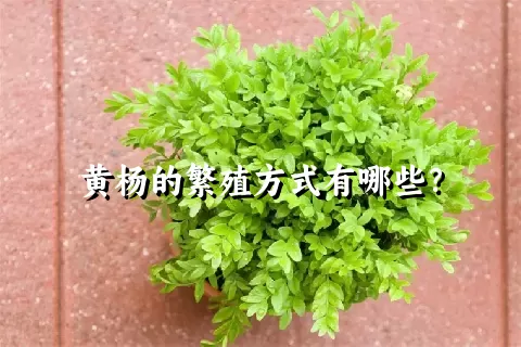 黄杨的繁殖方式有哪些？