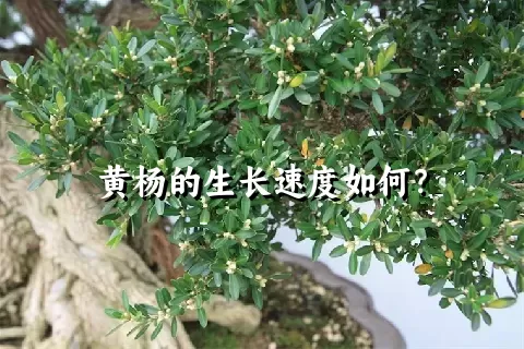 黄杨的生长速度如何？