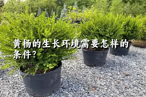 黄杨的生长环境需要怎样的条件？