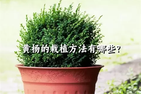 黄杨的栽植方法有哪些？