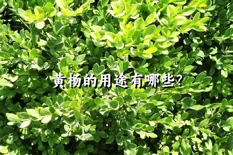 黄杨的用途有哪些？