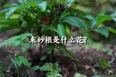 朱砂根是什么花？