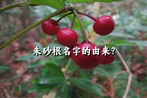 朱砂根名字的由来？