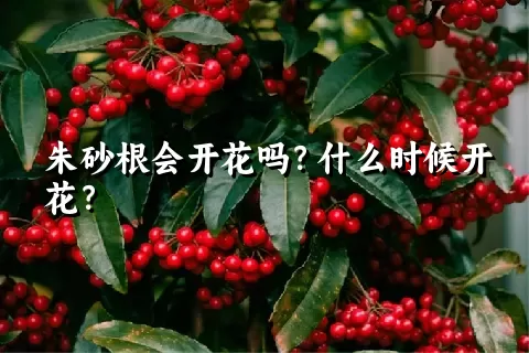 朱砂根会开花吗？什么时候开花？