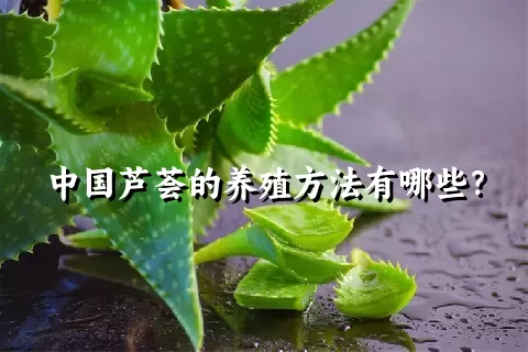 中国芦荟的养殖方法有哪些？