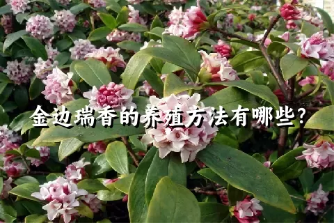 金边瑞香的养殖方法有哪些？