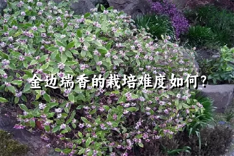 金边瑞香的栽培难度如何？