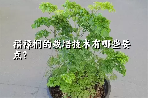 福禄桐的栽培技术有哪些要点？