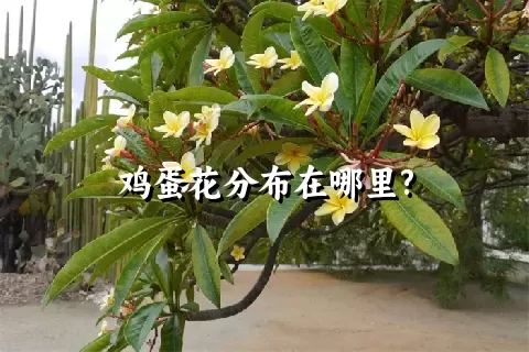 鸡蛋花分布在哪里?