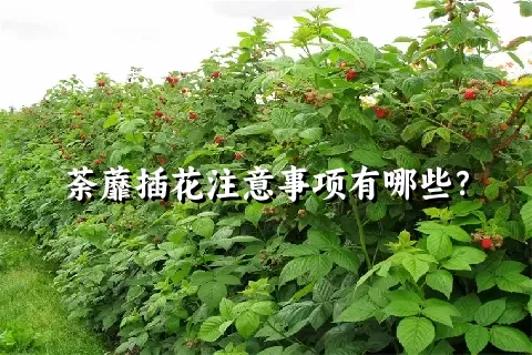 荼蘼插花注意事项有哪些？