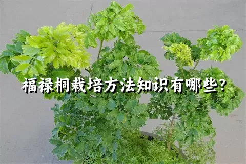 福禄桐栽培方法知识有哪些？
