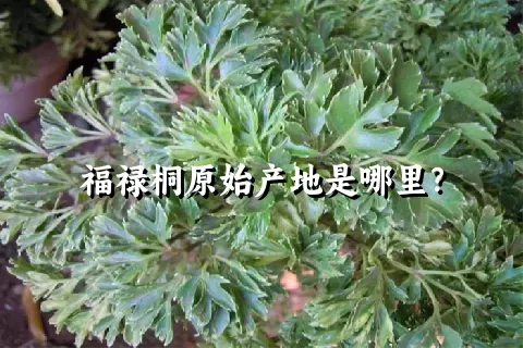 福禄桐原始产地是哪里？