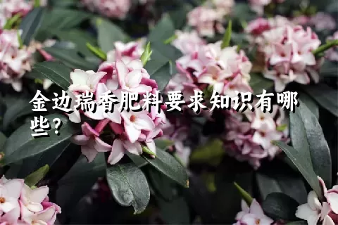 金边瑞香肥料要求知识有哪些？