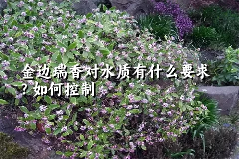 金边瑞香对水质有什么要求？如何控制