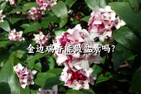 金边瑞香能做盆景吗？