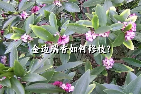 金边瑞香如何修枝？