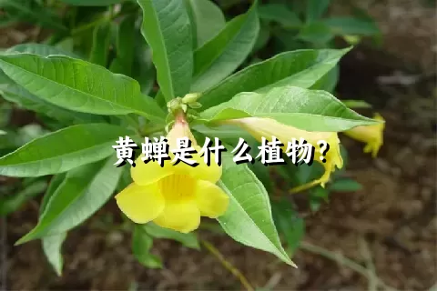 黄蝉是什么植物？