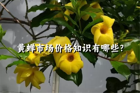 黄蝉市场价格知识有哪些？