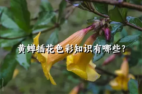 黄蝉插花色彩知识有哪些？