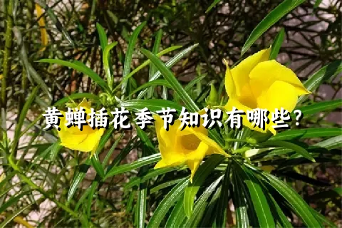 黄蝉插花季节知识有哪些？